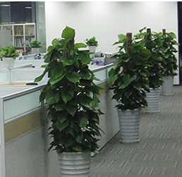 齐齐哈尔办公室绿植租赁，你需要考虑哪些方面